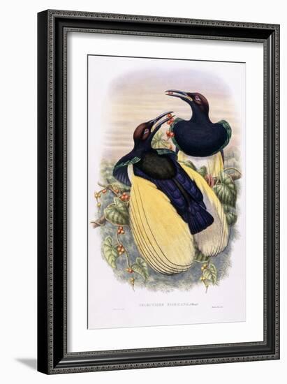 Seleucides Nigricans-William Hart-Framed Giclee Print