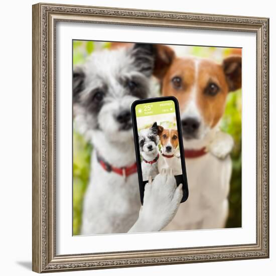 Selfie Dogs-Javier Brosch-Framed Photographic Print