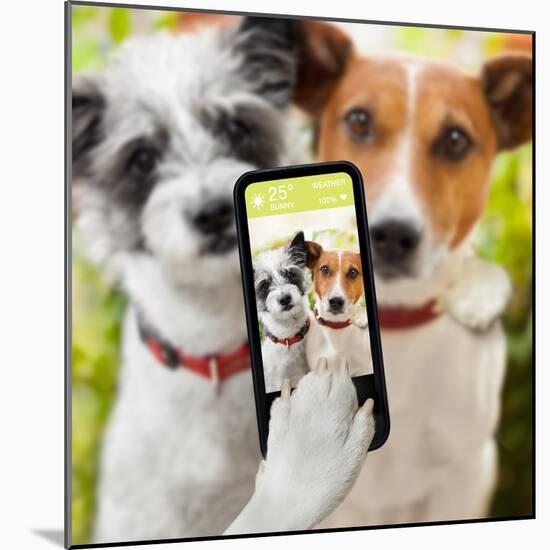 Selfie Dogs-Javier Brosch-Mounted Photographic Print