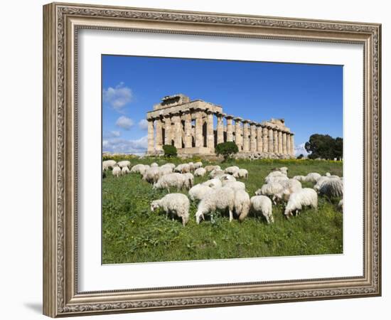 Selinus Greek Temple with Flock of Sheep, Selinunte, Sicily, Italy, Europe-Stuart Black-Framed Photographic Print