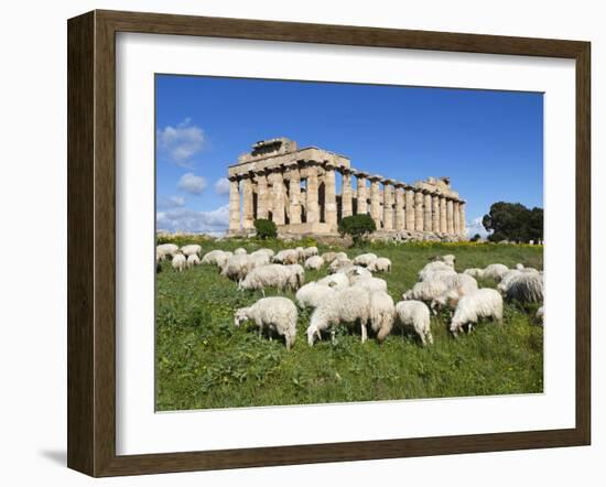 Selinus Greek Temple with Flock of Sheep, Selinunte, Sicily, Italy, Europe-Stuart Black-Framed Photographic Print