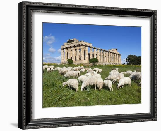 Selinus Greek Temple with Flock of Sheep, Selinunte, Sicily, Italy, Europe-Stuart Black-Framed Photographic Print