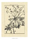 Vintage Botanical Study II-Sellier-Framed Art Print