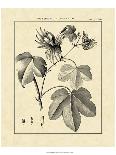 Vintage Botanical Study IV-Sellier-Framed Art Print
