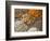 Selling Nuts and Dried Fruit at the Market, Dubai, United Arab Emirates-Keren Su-Framed Photographic Print