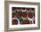 Selling Red Peppers at the Market, Pakokku, Magway Region, Myanmar-Keren Su-Framed Photographic Print