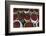 Selling Red Peppers at the Market, Pakokku, Magway Region, Myanmar-Keren Su-Framed Photographic Print