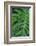 Selloum, Philodendron-Jim Engelbrecht-Framed Photographic Print