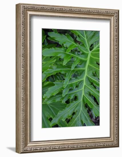 Selloum, Philodendron-Jim Engelbrecht-Framed Photographic Print