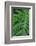 Selloum, Philodendron-Jim Engelbrecht-Framed Photographic Print