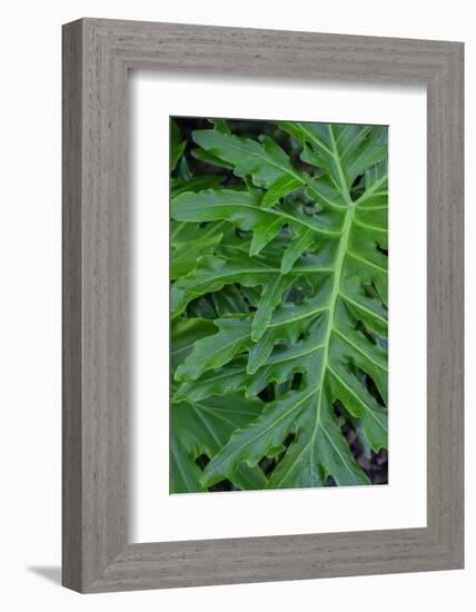 Selloum, Philodendron-Jim Engelbrecht-Framed Photographic Print