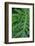 Selloum, Philodendron-Jim Engelbrecht-Framed Photographic Print