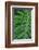 Selloum, Philodendron-Jim Engelbrecht-Framed Photographic Print