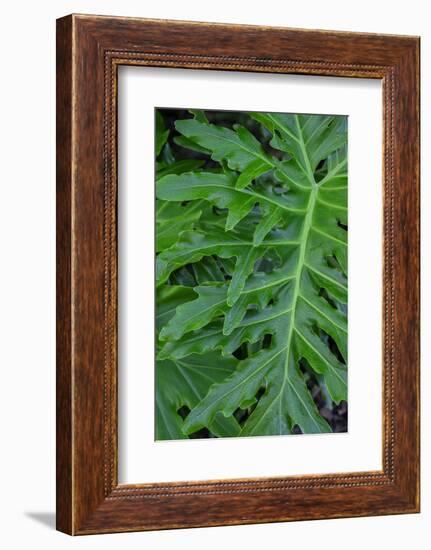 Selloum, Philodendron-Jim Engelbrecht-Framed Photographic Print