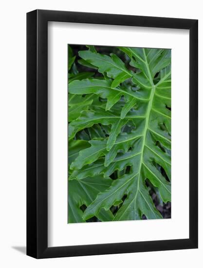 Selloum, Philodendron-Jim Engelbrecht-Framed Photographic Print