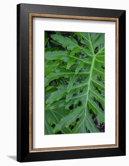 Selloum, Philodendron-Jim Engelbrecht-Framed Photographic Print