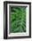 Selloum, Philodendron-Jim Engelbrecht-Framed Photographic Print