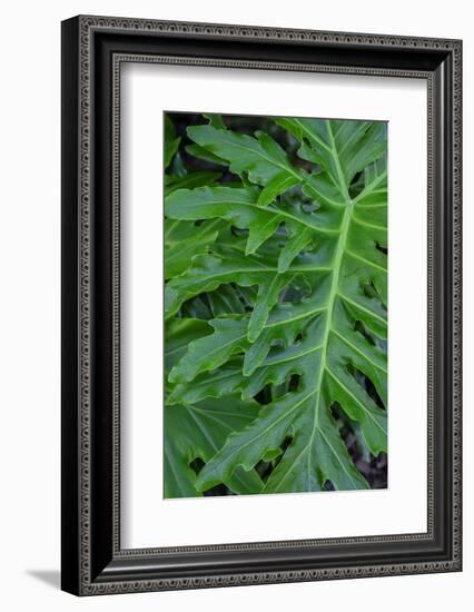 Selloum, Philodendron-Jim Engelbrecht-Framed Photographic Print