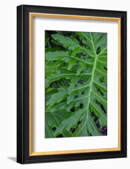 Selloum, Philodendron-Jim Engelbrecht-Framed Photographic Print