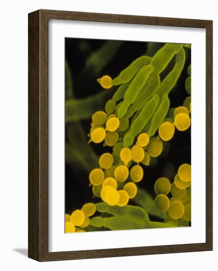 SEM of Penicillin Fungus-Dr. Jeremy Burgess-Framed Photographic Print