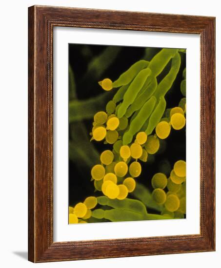 SEM of Penicillin Fungus-Dr. Jeremy Burgess-Framed Photographic Print