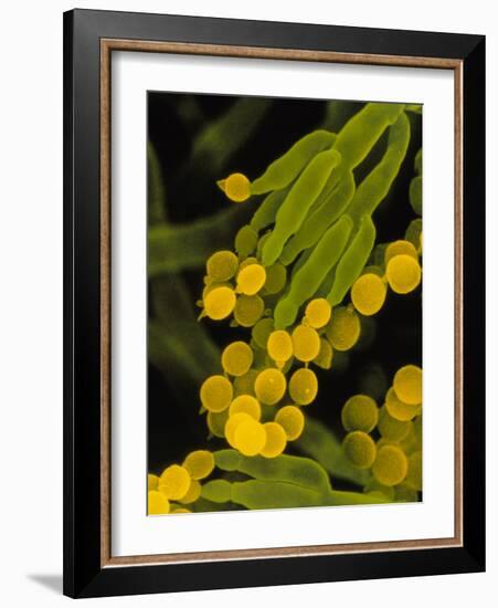 SEM of Penicillin Fungus-Dr. Jeremy Burgess-Framed Photographic Print