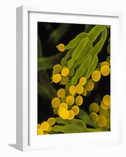 SEM of Penicillin Fungus-Dr. Jeremy Burgess-Framed Photographic Print