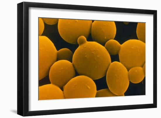 SEM of Yeast Cells-Dr. Jeremy Burgess-Framed Photographic Print
