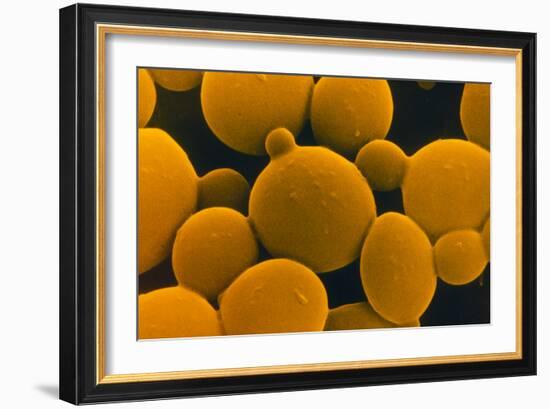 SEM of Yeast Cells-Dr. Jeremy Burgess-Framed Photographic Print