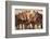 Semi-wild Mongolian horses keeping close in the Mongolian steppes, Mongolia, Central Asia, Asia-Frederic Courbet-Framed Photographic Print