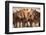 Semi-wild Mongolian horses keeping close in the Mongolian steppes, Mongolia, Central Asia, Asia-Frederic Courbet-Framed Photographic Print