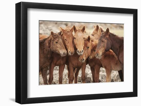 Semi-wild Mongolian horses keeping close in the Mongolian steppes, Mongolia, Central Asia, Asia-Frederic Courbet-Framed Photographic Print