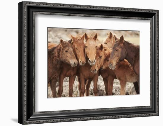 Semi-wild Mongolian horses keeping close in the Mongolian steppes, Mongolia, Central Asia, Asia-Frederic Courbet-Framed Photographic Print