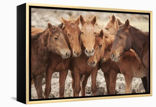 Semi-wild Mongolian horses keeping close in the Mongolian steppes, Mongolia, Central Asia, Asia-Frederic Courbet-Framed Premier Image Canvas