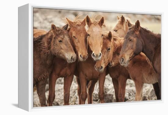 Semi-wild Mongolian horses keeping close in the Mongolian steppes, Mongolia, Central Asia, Asia-Frederic Courbet-Framed Premier Image Canvas