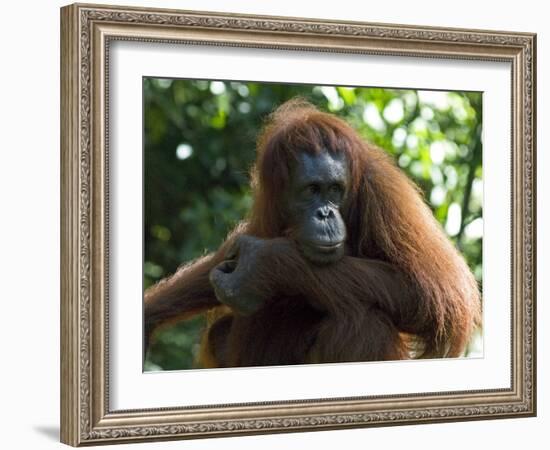 Semi-Wild Orang Utan-Annie Owen-Framed Photographic Print