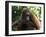 Semi-Wild Orang Utan-Annie Owen-Framed Photographic Print