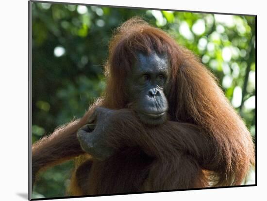 Semi-Wild Orang Utan-Annie Owen-Mounted Photographic Print