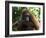 Semi-Wild Orang Utan-Annie Owen-Framed Photographic Print