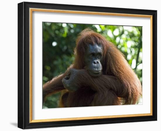 Semi-Wild Orang Utan-Annie Owen-Framed Photographic Print