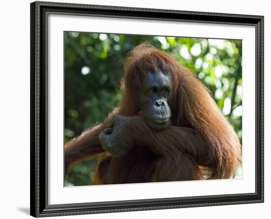 Semi-Wild Orang Utan-Annie Owen-Framed Photographic Print