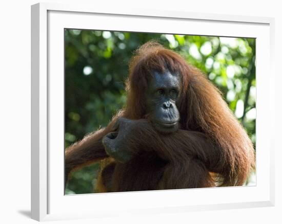 Semi-Wild Orang Utan-Annie Owen-Framed Photographic Print