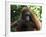 Semi-Wild Orang Utan-Annie Owen-Framed Photographic Print