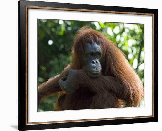 Semi-Wild Orang Utan-Annie Owen-Framed Photographic Print