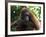 Semi-Wild Orang Utan-Annie Owen-Framed Photographic Print