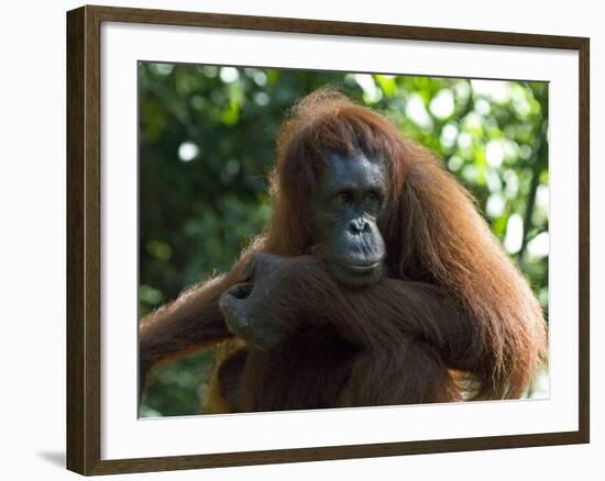 Semi-Wild Orang Utan-Annie Owen-Framed Photographic Print