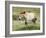 Semi Wild Przewalski Horse Stallion, Parc Du Villaret, Causse Mejean, Lozere, France-Eric Baccega-Framed Photographic Print