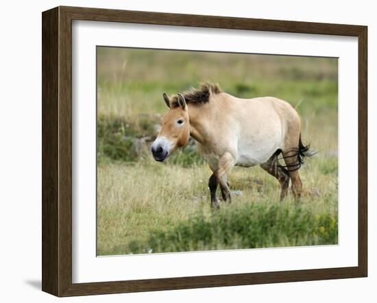 Semi Wild Przewalski Horse Stallion, Parc Du Villaret, Causse Mejean, Lozere, France-Eric Baccega-Framed Photographic Print