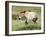 Semi Wild Przewalski Horse Stallion, Parc Du Villaret, Causse Mejean, Lozere, France-Eric Baccega-Framed Photographic Print