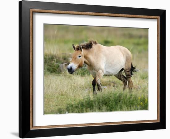 Semi Wild Przewalski Horse Stallion, Parc Du Villaret, Causse Mejean, Lozere, France-Eric Baccega-Framed Photographic Print